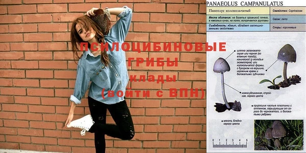 прущие грибы Балабаново